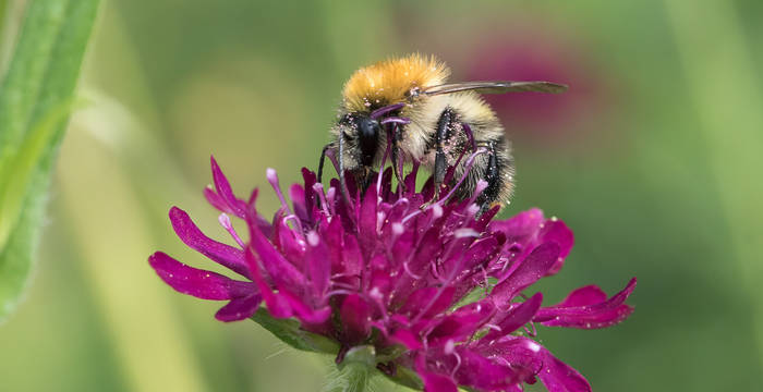 Ackerhummel. Hartmut Schönfeld / stadtwildtiere.ch