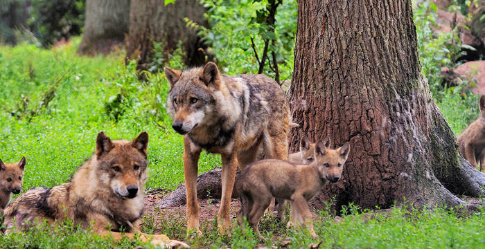 Headerbild Wolfsfamilie