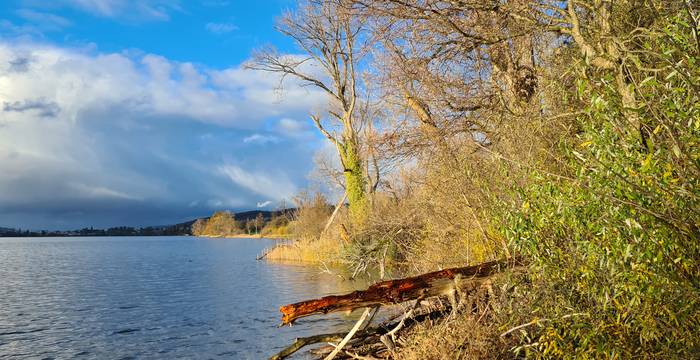 Naturbelassene und strukturreiche Ufer sind das Aushängeschild des Schutzgebiets Baldeggersee.  Foto: Patricia Burri