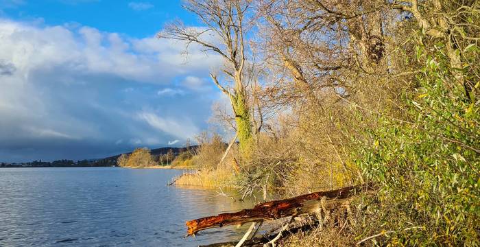 Naturbelassene und strukturreiche Ufer sind das Aushängeschild des Schutzgebiets Baldeggersee.