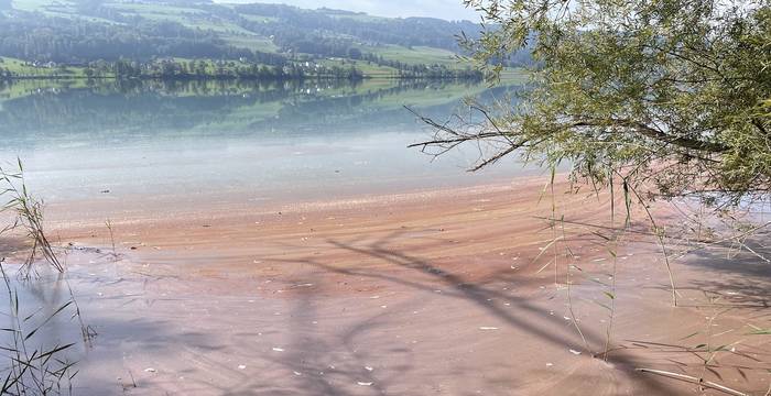 Baldeggersee mit Algenblüte. Foto: Markus Bieri