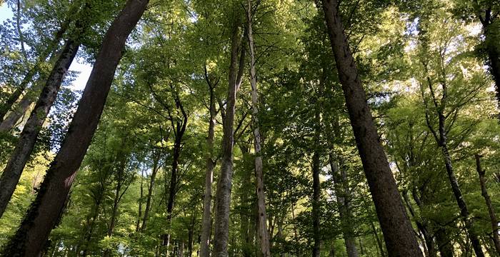 Wald im Gitzitobel