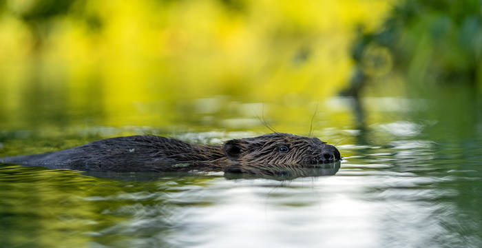 Biber im Wasser