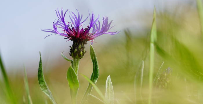 Bergflockenblume im Schutzgebiet Mülistutz. Foto: Samuel Ehrenbold