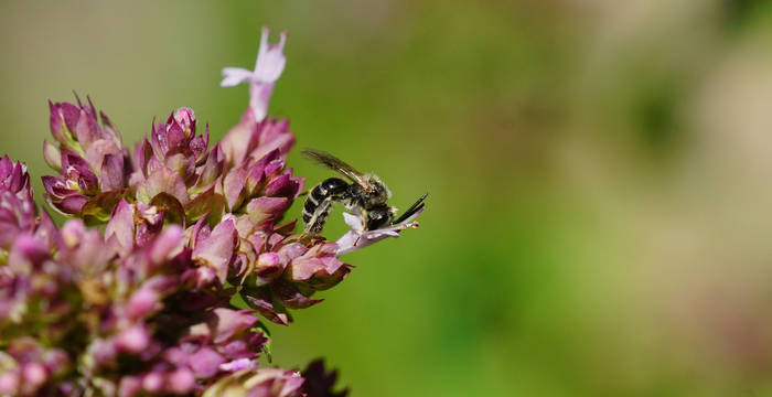 Wildbiene Lasioglossum sp. in der Stadt Luzern. Foto: Samuel Ehrenbold