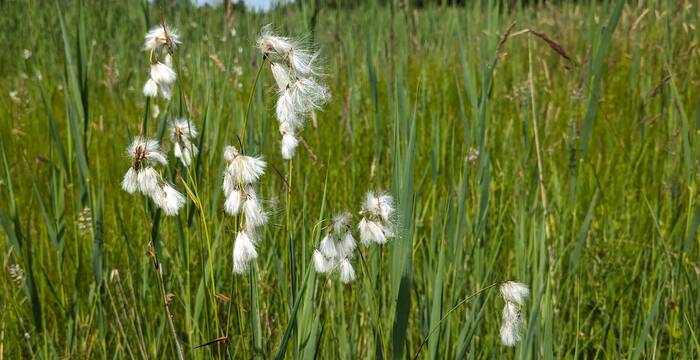Breitblättriges Wollgras. Foto: Samuel Ehrenbold