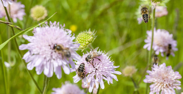 Biene auf Blume