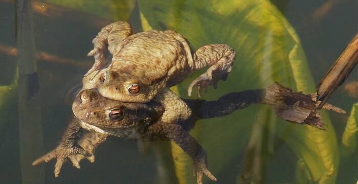 Erdkröten nutzen die Weiher als Fortpflanzungsgewässer. Foto: Heidi Jost - www.naturimbild.ch