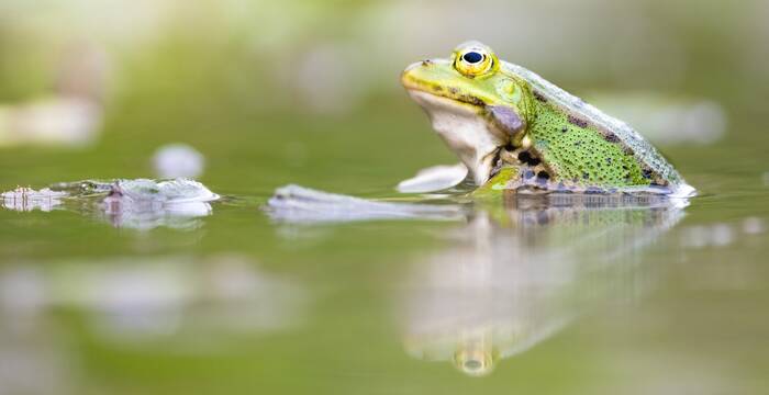 Wasserfrosch. Foto: Roman Bühler
