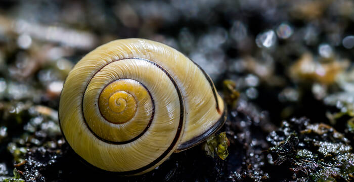 Hain-Schnirkelschnecke