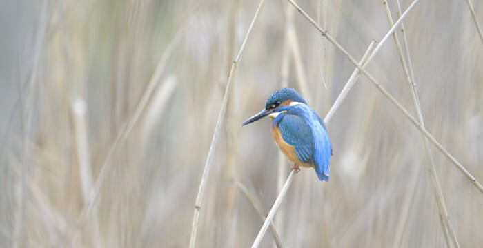 Eisvogel