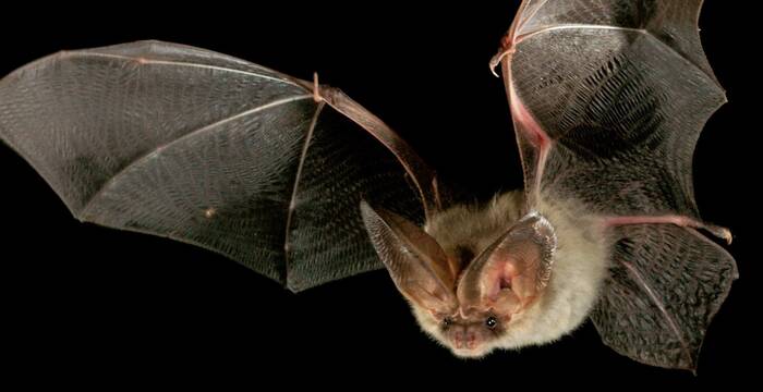 Braunes Langohr. Foto: Marko König/swild.ch