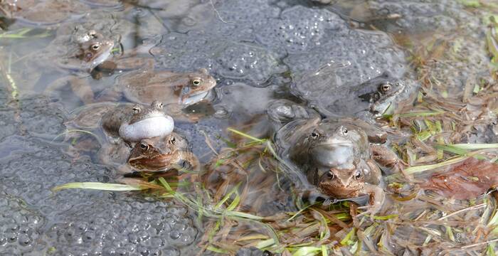 Grasfrosch am Laichgewässer. Foto: Wikimedia Commons/Jacek Proszyk