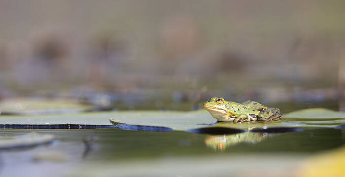 Wasserfrosch