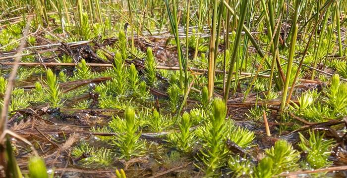 Sumpf-Bärlapp. Foto: Pro Natura Luzern