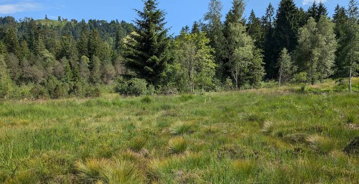 Das Balmoos Hasle ist ein Hochmoor von nationaler Bedeutung. Foto: Pro Natura Luzern