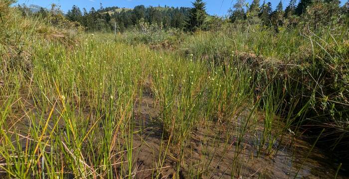 Wo sich das Regenwasser oberflächlich ansammelt, entwickelt sich ein spezialisierte Vegetation. Foto: Pro Natura Luzern