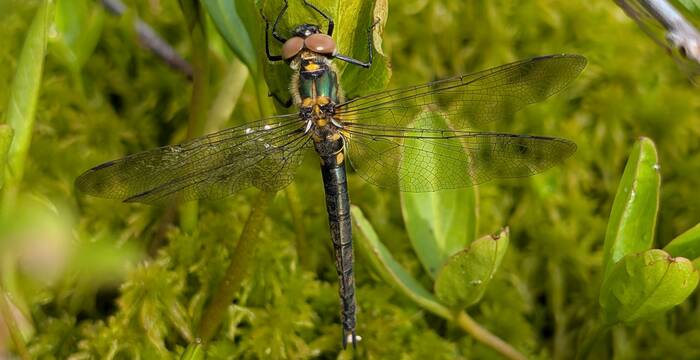 In den wenigen Schlenken entwickeln sich seltene Libellenarten wie die Arktische Smaragdlibelle. Foto: Pro Natura Luzern