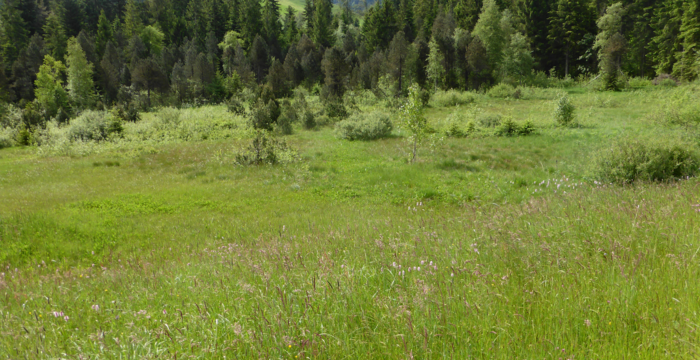 Balmoos Hasle. Foto: Pro Natura Luzern