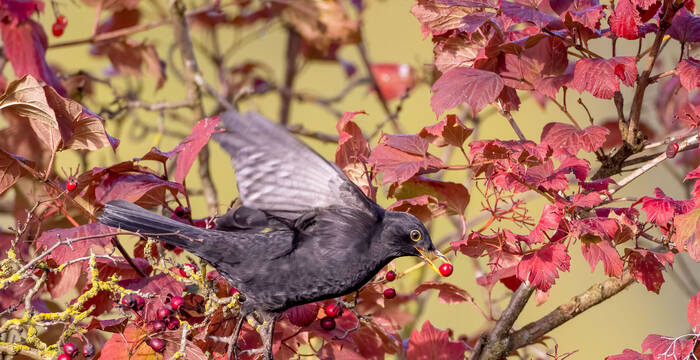Amsel im Herbstlaub