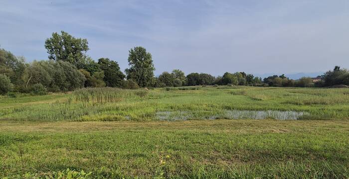 Flutmulden im Ronfeld