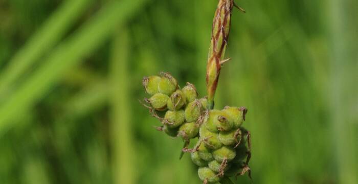 Filz-Segge (Carex tomentosa)