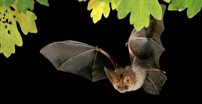 Plecotus auritus. Foto: Marko König/swild