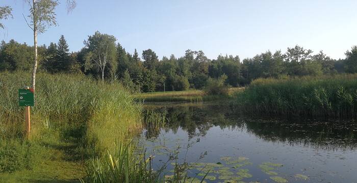 Weiher im Vogelmoos