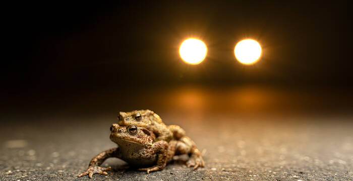 Erdkrötenpaar auf einer Strasse