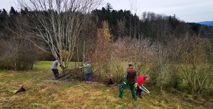 Hecke pflegen im Frühjahr