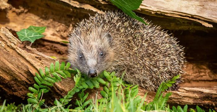 Igel im Totholz