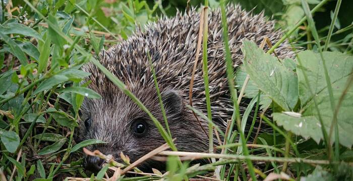 Igel _ Tier des Jahres 2026