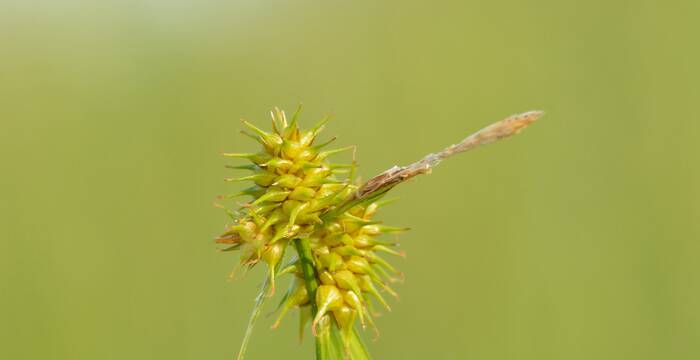Carex flava. Foto: IvarLeidus/wikicommons