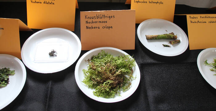 Auswahl an gefundenen Pflanzenarten