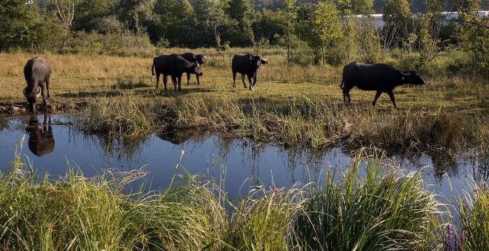 Wasserbüffel. Foto: creanatira