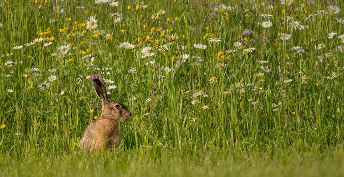 Feldhase. Foto: Peter M. Grütter