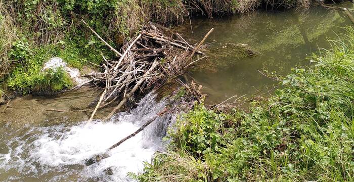 Zur Verstärkung des Dammes verwendet der Biber auch Schlamm und Steine, welche er mit seinen Vorderpfoten transportiert und einbaut.