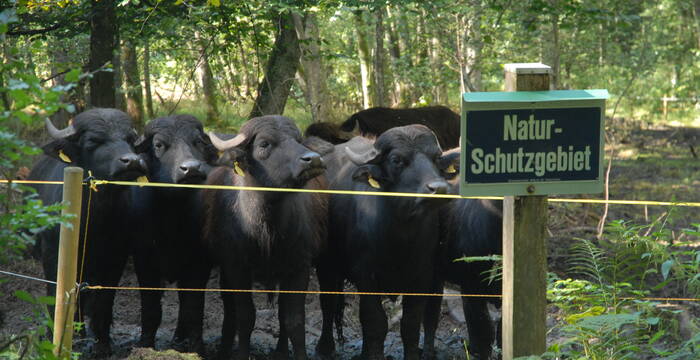 Wasserbüffel im Einsatz