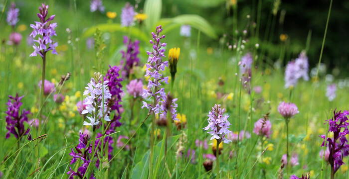 Flachmoor mit Fuchs' Knabenkraut und Breitblättrigem Knabenkraut. Foto: Richard Portmann