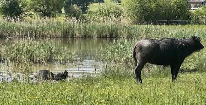 Wasserbüffel weiden im Ronfeld. Foto: Philipp Schwegler
