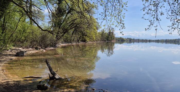 Baldeggersee