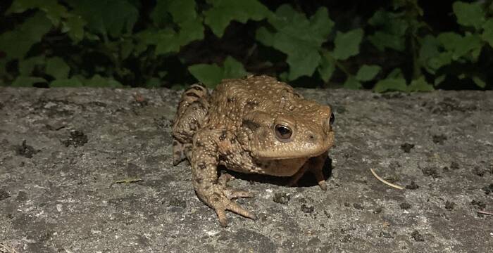 wanderfrosch_teaser.image