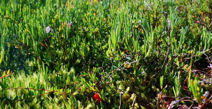 Rosmarinheide. Foto: Samuel Ehrenbold
