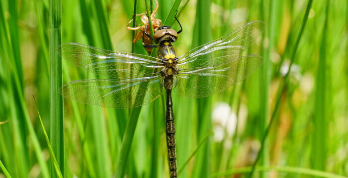 Arktische Smaragdlibelle. Foto: Samuel Ehrenbold
