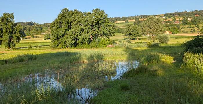 Weiherlandschaft im Ronfeld. Foto: Samuel Ehrenbold