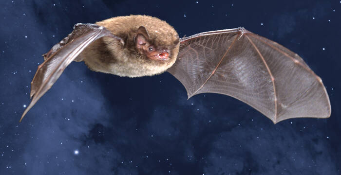 Wasserfledermaus am Nachthimmel
