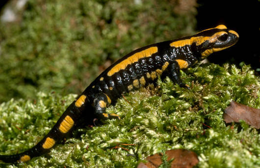 Die Larven des Feuersalamanders fühlen sich in stillen, quellnahen Gewässern wohl.