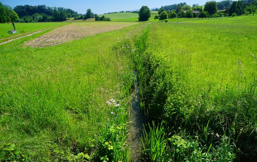 Lebensraum der Helmazurjungfer