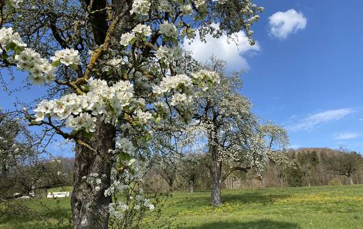 Blühender Birnbaum in Geuensee - Foto: Roger Hodel