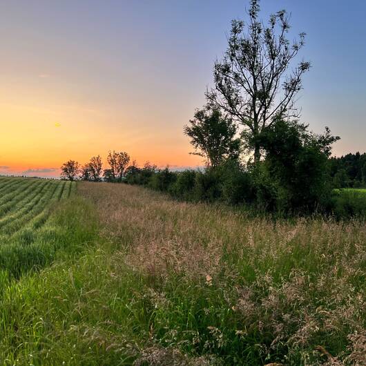 Wertvolle Hecke